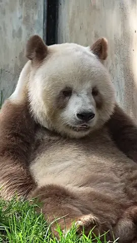 Tiếp fan nhí, tự nhiên buồn ngủ ngang zị bây  #panda #七仔 #qizai七仔 