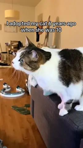 she made it there okay 🌈 thank you to loolooscrochet on threads for the image 🩷 #catsoftiktok #tiktokcats #catwatchingtv #adopt #petloss 