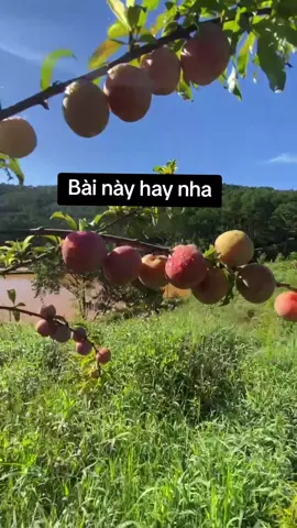 Bài hát này hay nha. 