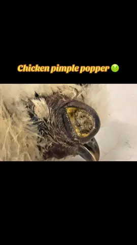 Chicken pimple popper squeezing until it burst 💥 so disgusting 🤮 #fyp #stinky #chicken #viral ##foryoupage
