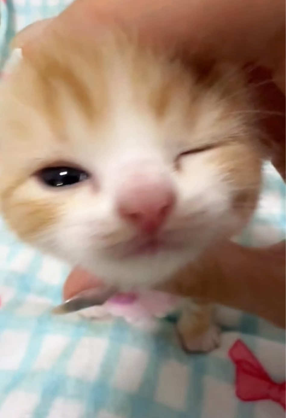 Blink twice #pet #cat #gato #catsoftiktok #fypシ゚viral 