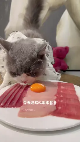 #catsoftiktok #asmr #mukbang #cutecat #fyp 