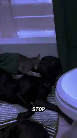 FIND THE WILL! #catsoftiktok #dogsoftiktok #edwardcullen #dogtok #cattok 