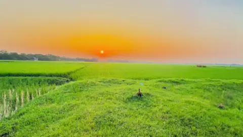 Inshallah 😌🤲 #foryou #vairal 