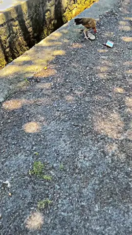 Hitam lebih menggoda😉#crf150l#fyppppppppppppppppppppppp#capcut#cinematicvideo