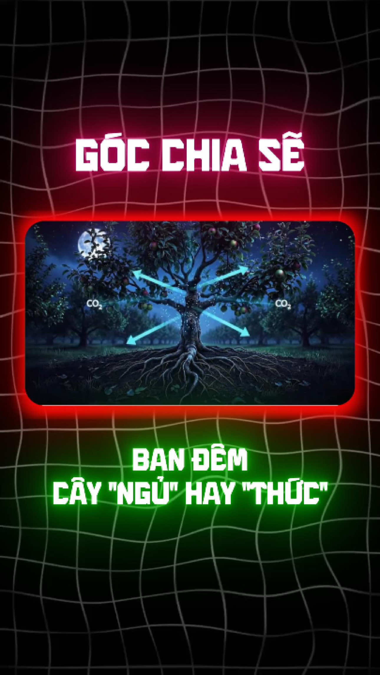 Phần 25 : Ban đêm cây làm gì khi không có ánh sáng ..!? #xuhuong #huucovang #nongnghiep #nongdan #xuhuong 