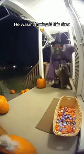Raccoon Goes Full Beast Mode on Halloween witch 😂 #halloween #witch #caughtoncamera #racoon #fyp   