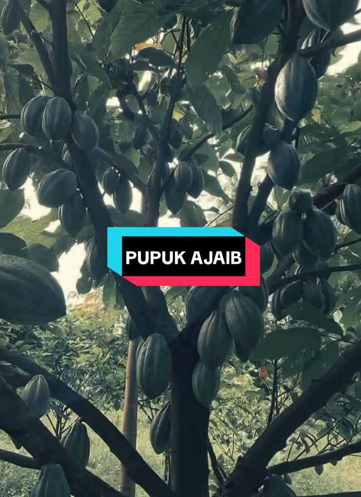 segera tambahkan hasil panen anda #fyp #petanikakao #jangkaoanluas #semuaorang 