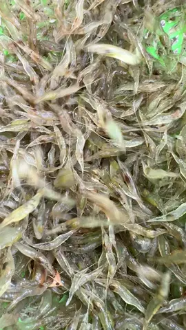 สดทุกขีด ดีดทุกตัว 😂😂