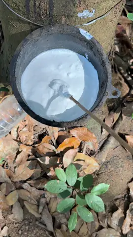 #เทรนด์วันนี้້ ກິດຢາງຍອດນໍ້າກົດຊ່ວງນີ້🌳@ຊ່າງໄຟ⚡️ຊ່າງແອ❄️ຊ່າງເພດານ 