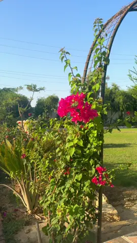 اقتلعته من حذوره ذلك الذي كان يضن انه شجرتي المفضله#عباراتكم_الفخمه📿📌 #تصويري_احترافي_الاجواء👌🏻🕊😴 #ديالى_بلدروز #تصويري #حديقتي 