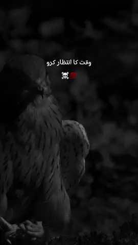 Beshak 💯 Follow Request #attitude #poetry #eagle #CapCut 