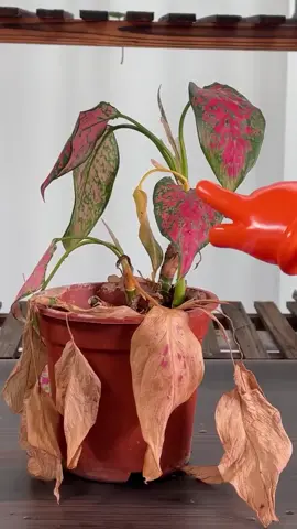 🌙 暗い庭で…見知らぬ葉のささやきがあなたを包む。 🕸️ どの植物が影に隠れているの？ 💀 その葉脈には、どんな病が潜んでいるの？ 🔮 クリックひとつで、謎が明らかに。 🌿 Plant Identifier – 今夜、その秘密を解き明かそう。 v1-10#fyp #PlantTok #plantmom #houseplants #plants #plantcare #plantlover #indoorplants #monstera #indoorjungle #halloween #halloweenlook