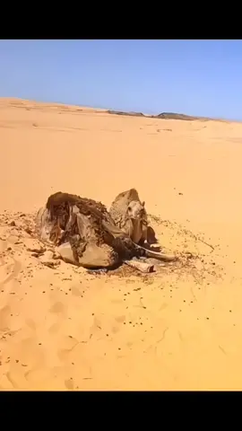 #Viral #myvideo #tiktokteam 🐪🐪🥹🥹🥹#fouryou #foryoupage❤️❤️ 