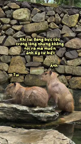 Bài test hàng ngày mà ảnh phải đối mặt #vuonthudalat #dalat #mongolanddalat #vuonthumongoland #memes 