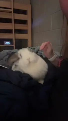 I just want to know where he was looking #bunnytok💕🐰 