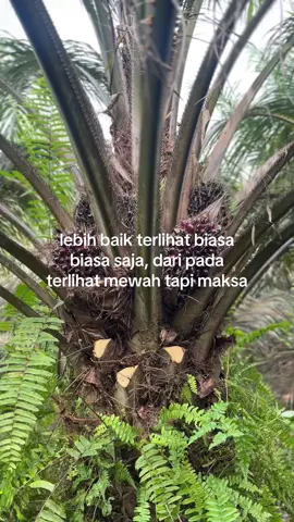 #sawitstory #sawittiktok🌴 #sawit🌴 #fyp #foryou 
