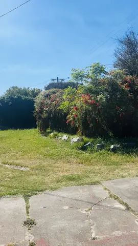 آغیل نو من♥️ ، ، ، #هزاره_پشتو_ازبک_افغان_هم_وطن #foru #cupcut #v #videoviral 