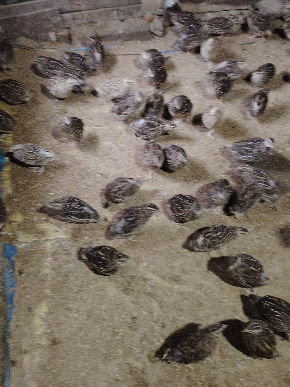 #foryou #viralvideo #কয়েল #unfrezzmyaccount @Bismillah Agro🌱 