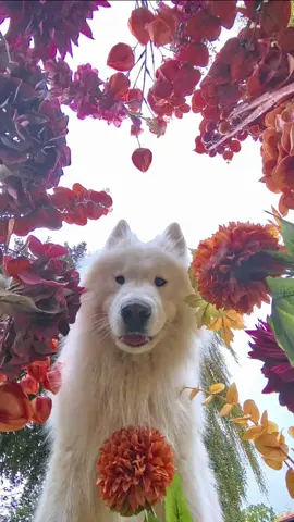 My dog takes autumn selfies 🤳😁 #autumn #fall #selfies #dog #samoyed 