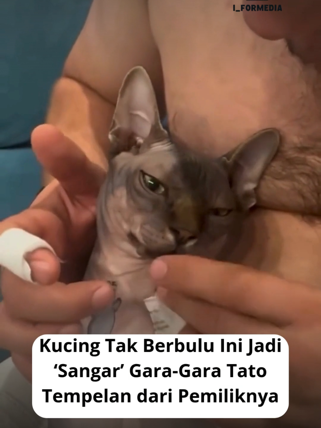 Pemiliknya pengen sangar, eh jadinya malah gemas. Kucing plontos ini resmi naik level jadi ‘preman lucu komplek’. #kucing  #lucubanget  #viraltiktok  #komedikocak  #fyp 