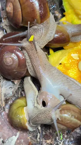Snails baby Snails #Videoviral #recommendations #viraltiktok #snail #fyp 