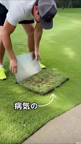 🌙 暗い庭で…見知らぬ葉のささやきがあなたを包み込む。 🕸️ どの植物が影に身を潜めているの？ 💀 その葉脈には、どんな病がひそんでいるの？ 🔮 ワンタップで、謎が明らかになる。 🌿 Plant Identifier – 今夜、その秘密を解き明かそう。 v11-18#fyp #PlantTok #plantmom #houseplants #plants #plantcare #plantlover #indoorplants #monstera #indoorjungle #halloween #halloweenlook