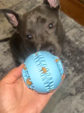 Louie and his toy, it keeps him busy with his kibble and helps clean his teeth! #dogtok #dogtoy #bullydog #PetsOfTikTok #americanbully 