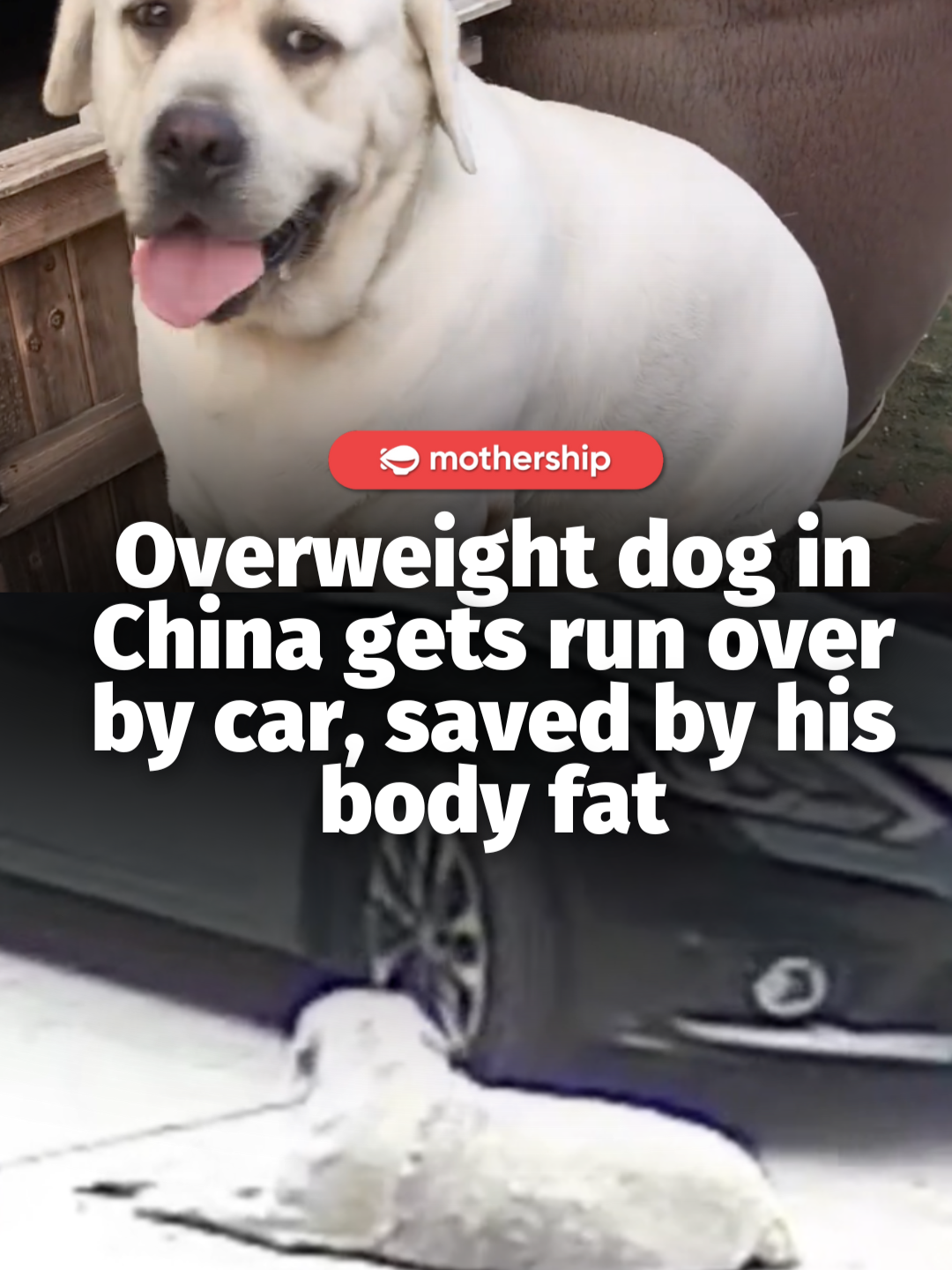 change name to lucky now🐶 According to China Press, the incident occured in China's Zhejiang province. The dog, a golden retriever named Yuan Yuan, miraculously did not sustain any injuries, and the vet confirmed that the one-and-a-half-year-old dog had not broken any bones. However, the vet advised Yuan Yuan's owner to put him on a weight-loss plan due to health concerns, as he weighed 64kg, more than twice the average weight of a golden retriever. 