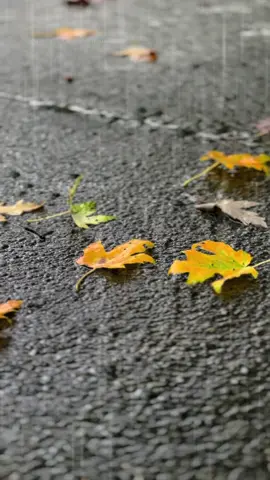 🖤🍁 #ariesimpermanence #isolation #ariessoulimpermanence #silence #nohate 
