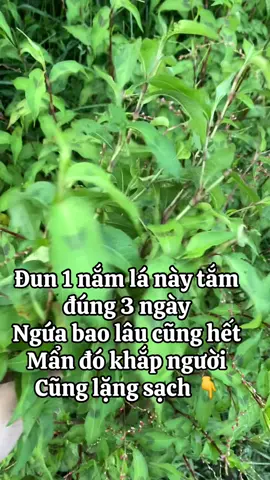 Đun 1 nắm lá này tắm, ngứa bao lâu cũng hết #thaoduoc #sancho #sanmeo #manngua 