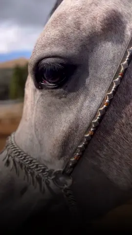 ألا ليُت مَن تهوَاهُ العَين تلقاه ✨🤍🐎 #خيول #متة #تركيا_سوريا_لبنان_العراق_CapCut_fypsounds_FYP_edit_explore #fyp #ftp 