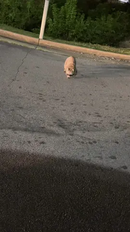 Raccoons are my favorite animals and the ones in my area like to be friendly for snacks, and no they aren’t rabid they are just used to people and know they can get snacks. You can clearly tell that this baby isn’t rabid and just wants a snack if you know anything about animals. Never approach a raccoon in the wild let them approach you and do not try to pet them because they might get spooked and bite but other than that they are the sweetest babies and they’ll hold your hands for fun if they want to :)