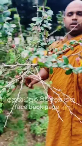 වෙනිවැල්ගැට දැකලා නේද?