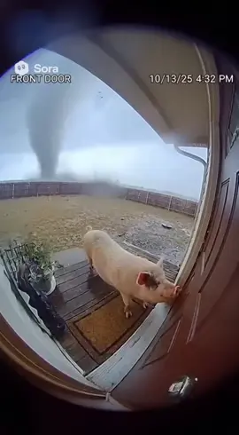 The pig couldn’t get inside  #ai #sora #pig #tornado #sad 