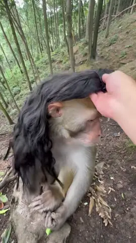 Funny Monkey😂😂#funnyvideos #monkey #monkeyfunny #xuhuongtiktok 