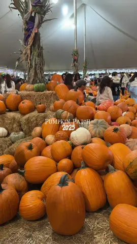 Fall Adventures at the Pumpkin Patch 🎃 #PumpkinPatch #FallVibes #AutumnAesthetic #FallFun #frostypumpkinpatch 