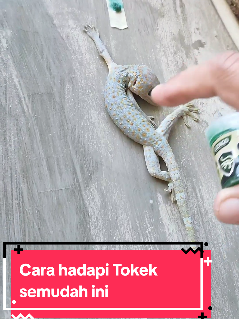Bebaskan rumahmu dari Tokek dan Cicak dengan LIZAGO cara yang mudah #obattokek  #antitokek  #racuntokek  #racuncicakdantokek #pengusirtokek 