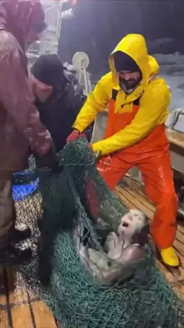 Strange creature found near Australian Ocean  #Strange #Character #Creature #ocean 