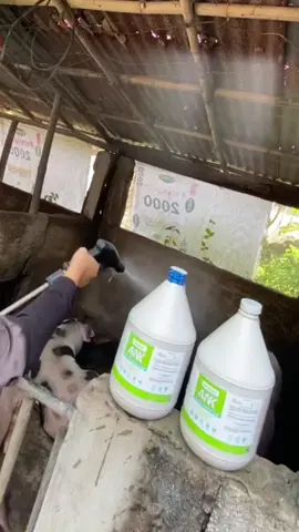 Replying to @carlovalderama7 try nyo tong product na to para safe mga alaga nyooo #disinfectant #disinfect #piggerybusiness #poultry 