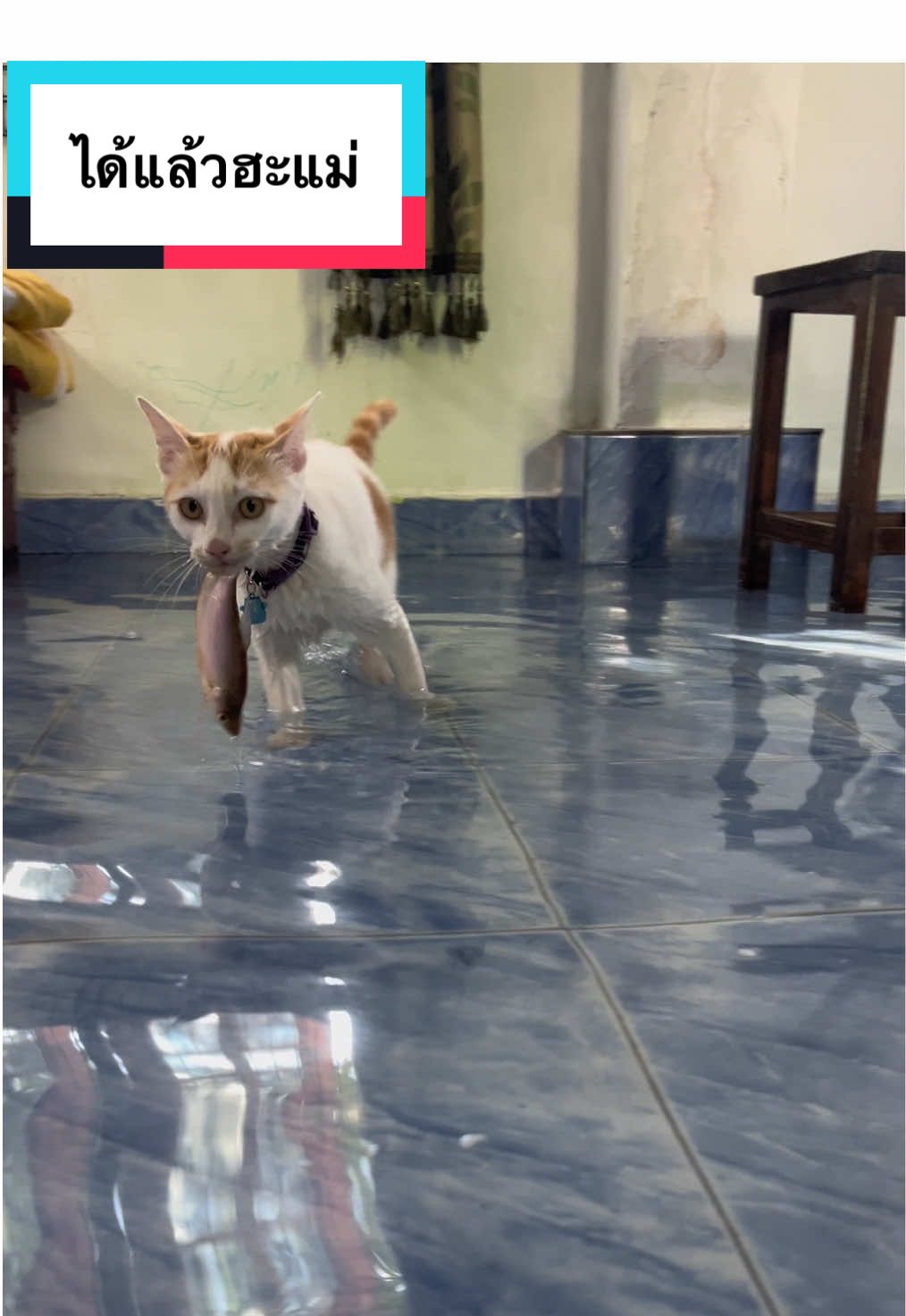 เกิดเป็นส้มลำบากต้องหากินเอง🤣 . . . #น้องจ้ม #แมวน้ำ #แมว 