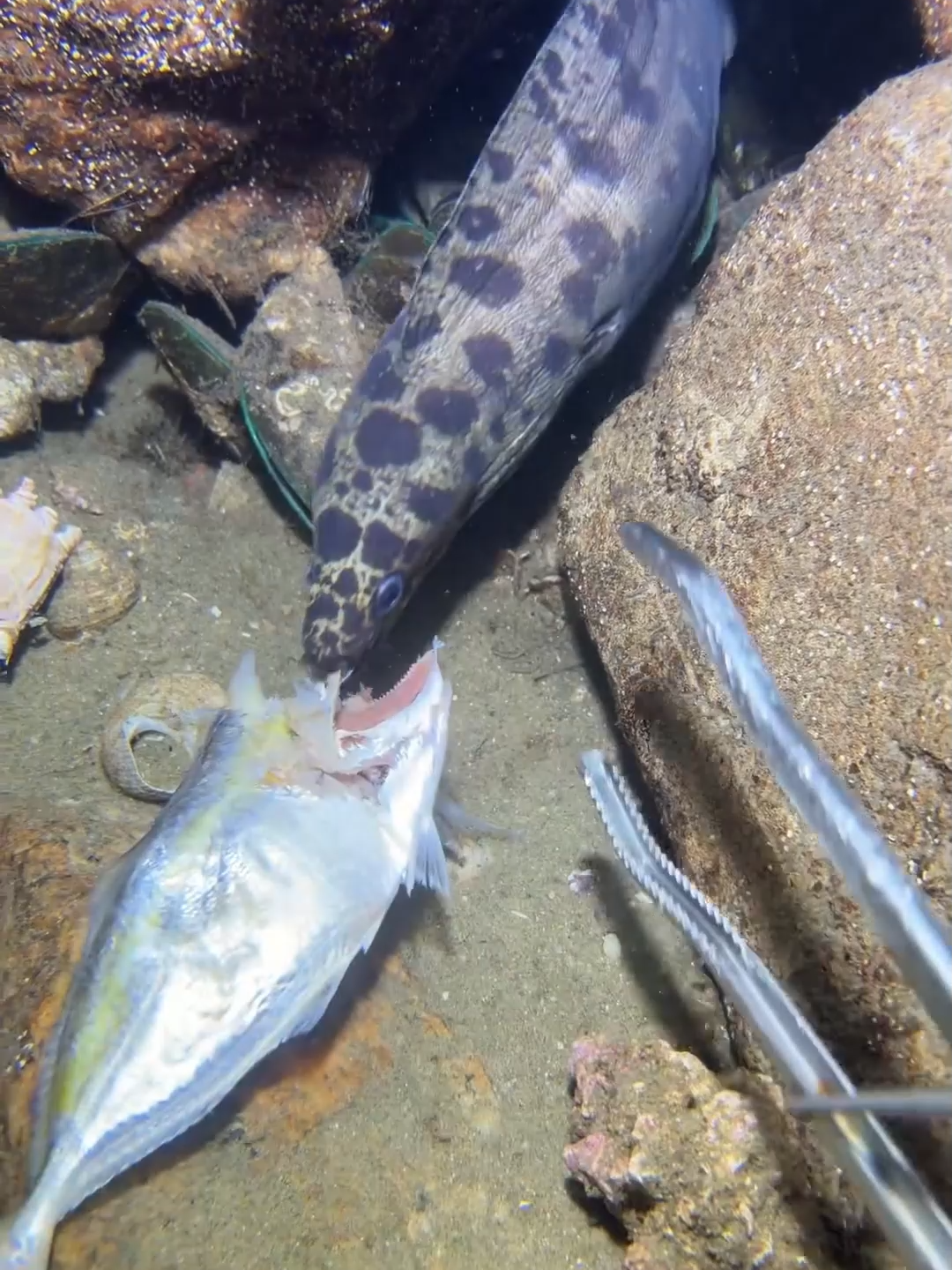 #fishing #eels #diving #crab #lobster #beach #deepsea #nemo #catchthesea #nature #sea