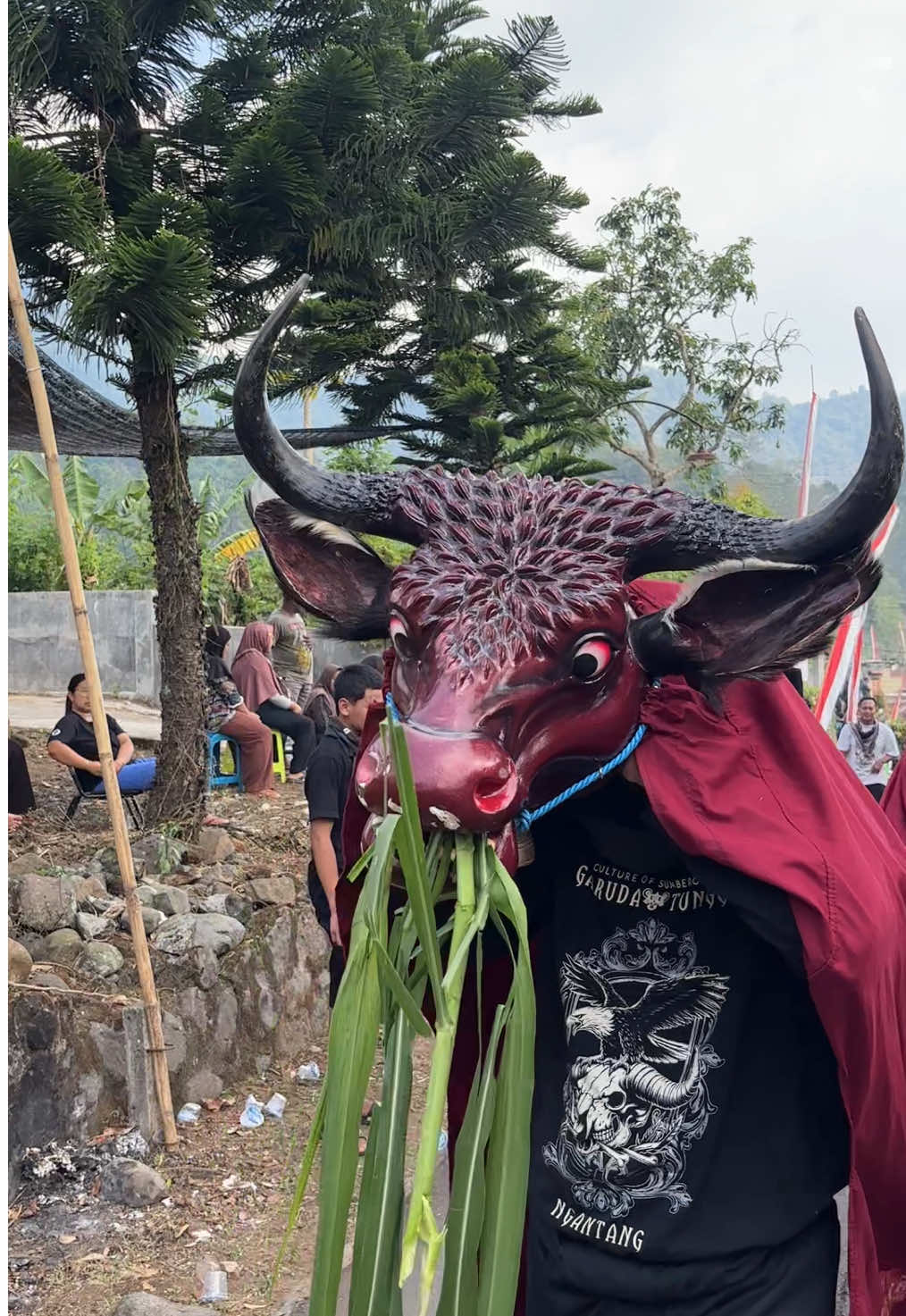 sapi jalan jalan #bantengnuswantara #fyp #beranda #sapiabang 