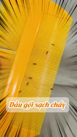 Con đi học bán trú về mà cứ gãi đầu xoành xoạch thì các mẹ nhớ soi kỹ nhé ko lại giống mình đấy, chải ra cả tập đoàn chấy trên tóc con. #daugoithaoduoc #daugoitrichay #daugoisachchay #taphoabacha 