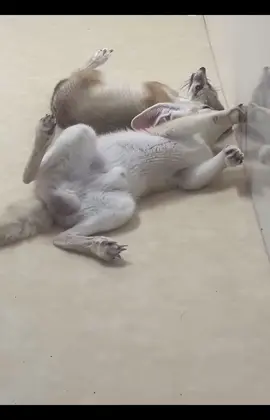 The fennec is a tiny desert fox. With its huge ears, it hears prey underground, survives the desert’s heat, and stays playful yet wild. #FennecFox #OnlyFennec #WildAndAdorableUSA  #DesertStar #FYP 