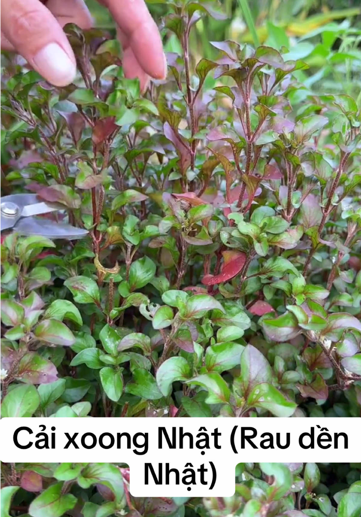 Cải xoong Nhật hoặc rau đên Nhật #caixoongnhat #raudennhat #tinlemethucvat #suckhoechomoinguoi #xuhuong2025 