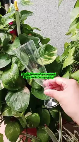 disposable champagne 10pcs  perfect sa mga party  #disposablecups #champagne #plasticcups 