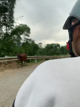 Bò này chịu rồi…