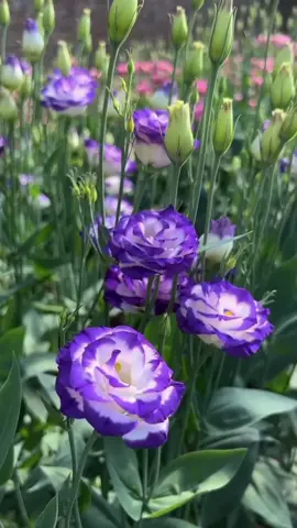 Hoa cát Tường trồng giờ tới Tết là có bông đẹp rồi ạ #hoacattuong #xuhuong 