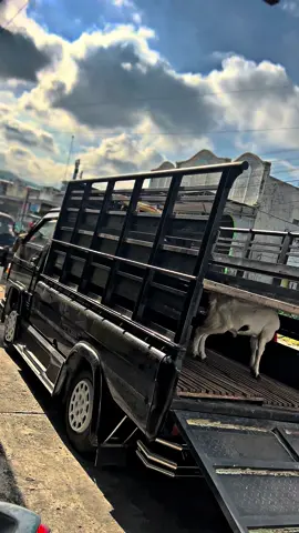 @elzora farm di parani malah lungo🤣 #12notbasuri #travelfarm77 #sapekmbois #xybca #fyp 